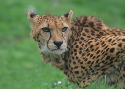 <p>GEPARD ŠTÍHLÝ (Acinonyx jubatus) ZOO Ústí nad Labem</p>